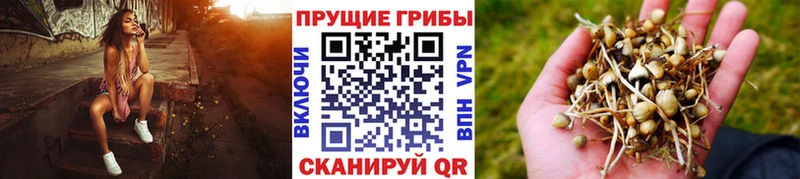 Галлюциногенные грибы Psilocybe  Онега 